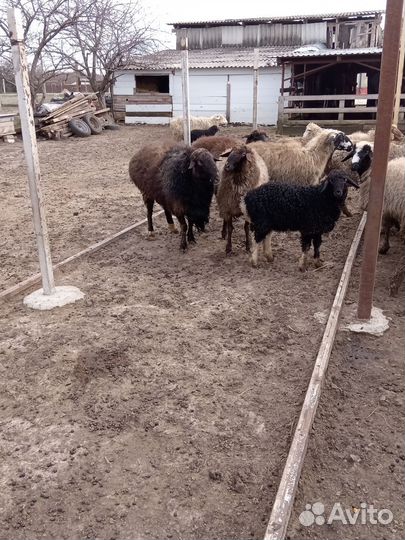 Курдючные бараны овцы