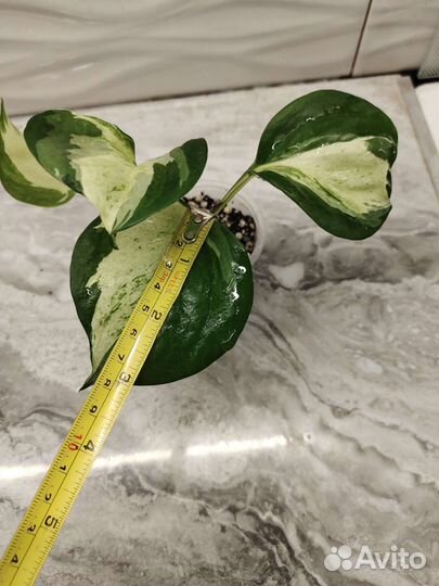 Эпипремнум Marble Apple (марбл эппл)