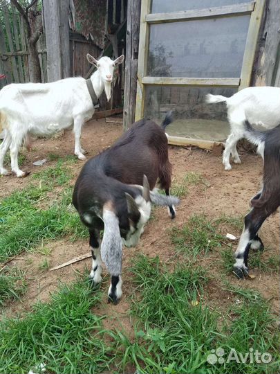 Козы, и козлы