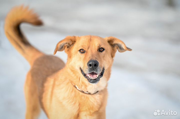 Собака в добрые руки