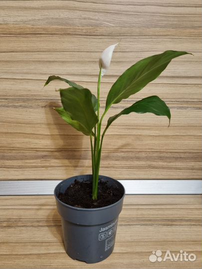 Спатифиллум