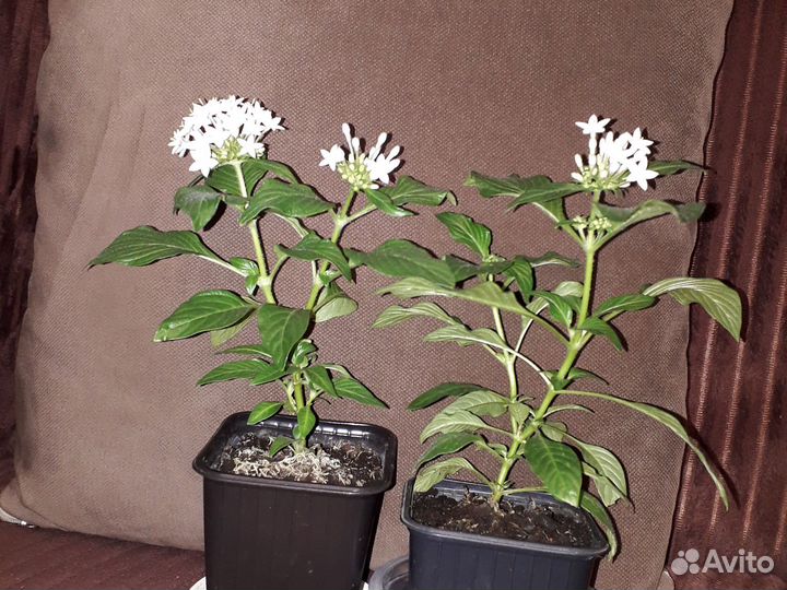 Комнатные цветы