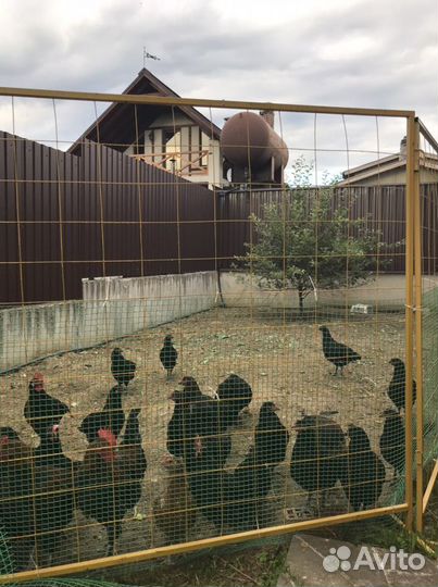 Выгул для кур и уток
