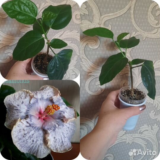 Сортовые гибискусы