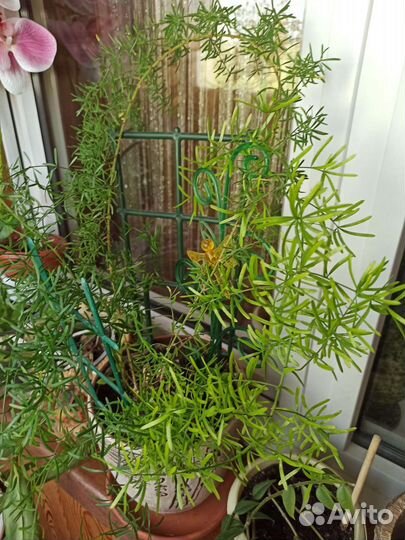 Комнатные растения разные