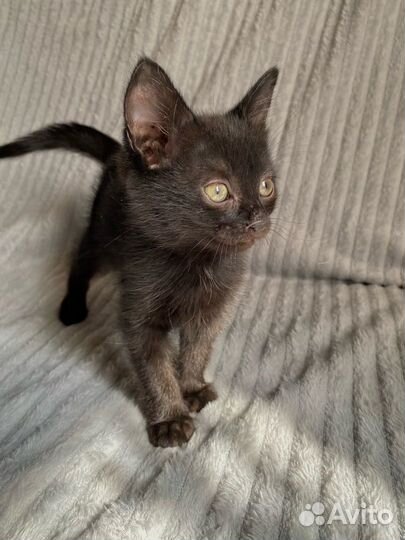 Котята отдам в добрые руки бесплатно