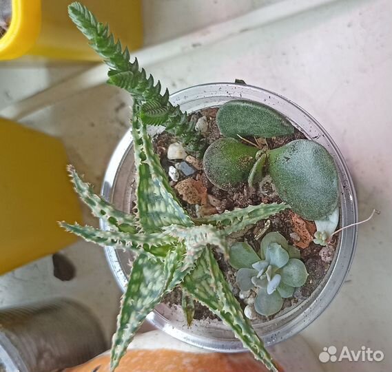 Садик с суккулентами