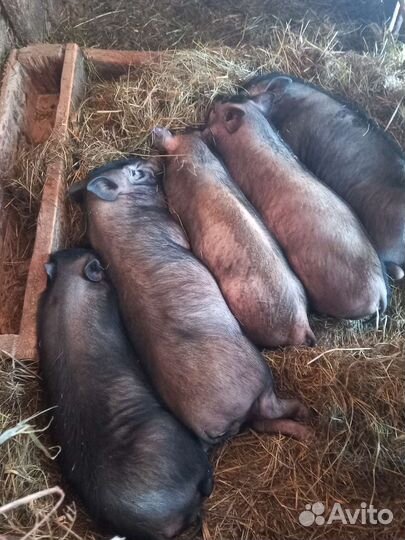 Продам поросят вьетнамских висообрюхих