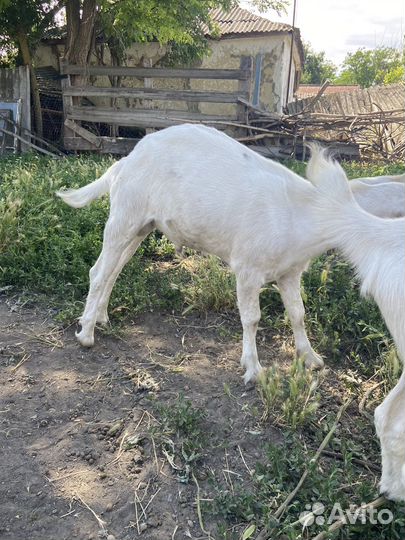 Козы козлята козлы