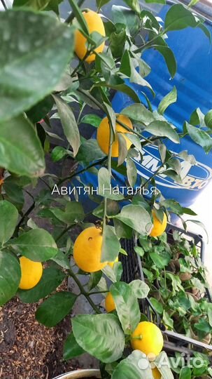 Лимон Мейер