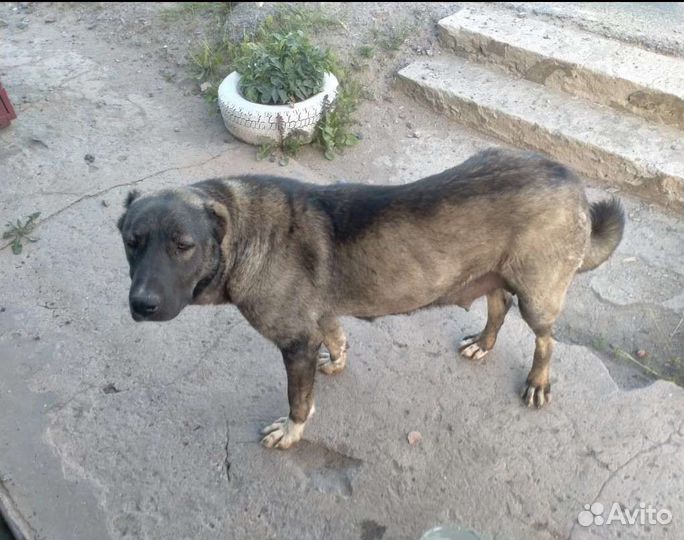 У Жули умер хозяин