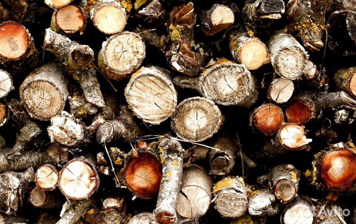 Дрова березовые