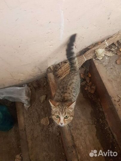 Кошка - подросток