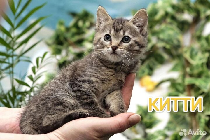 Котенок в добрые ручки