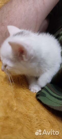 Котёнок в заботливые руки