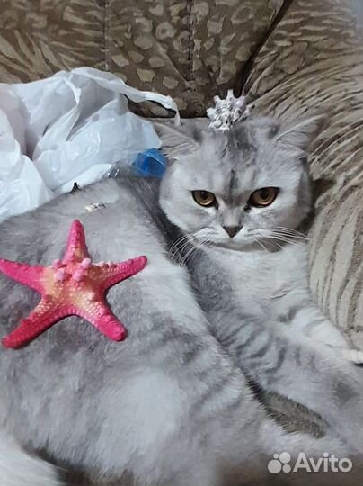 Шотландская кошка
