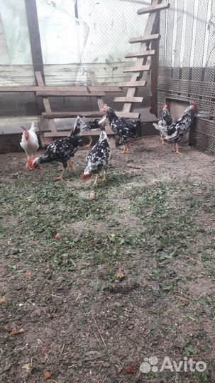 Петушки Легорн 4 месяца