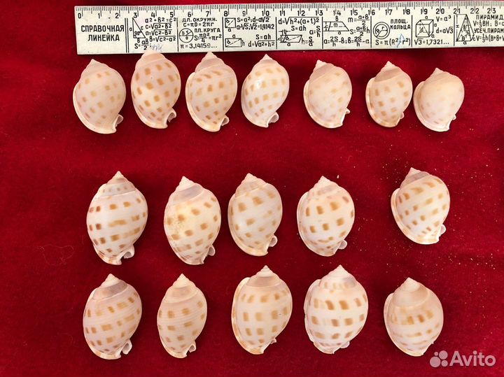 Ракушки / ракушка морская / для аквариума