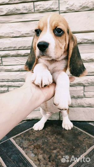 Бигль мaльчик