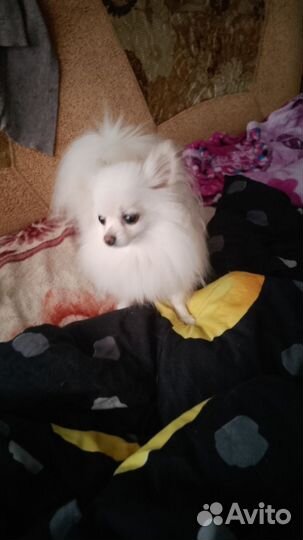 Померанский шпиц мини белый продам