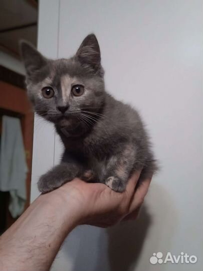 Котенок девочка в добрые руки