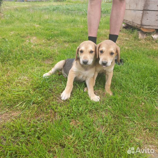 Щенки русской гончей. Вологодская область