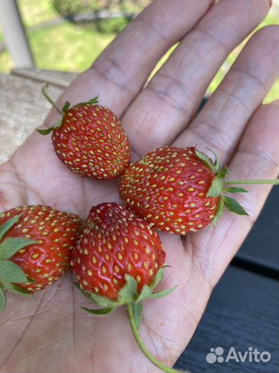 Клубника ягода