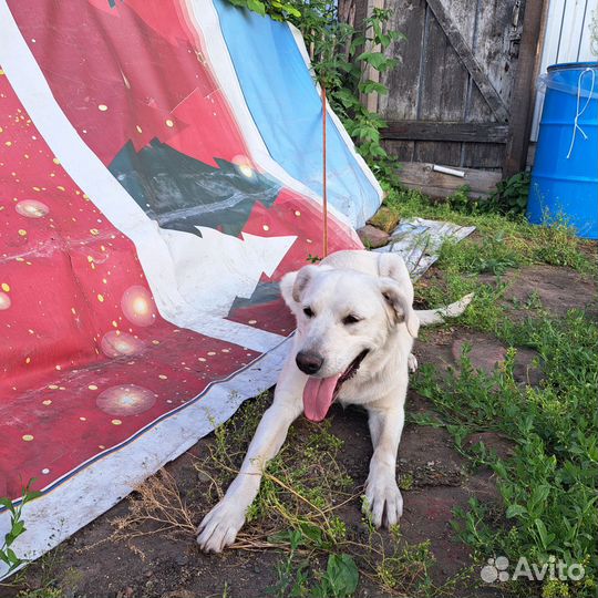 Собака в добрые руки отдам бесплатно