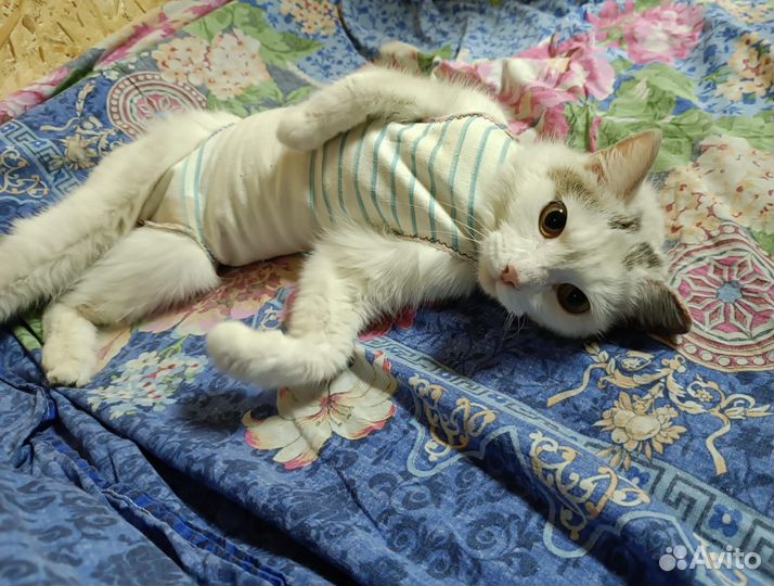 Очень ласковая кошечка