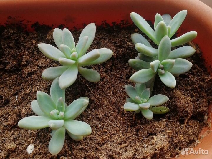 Суккуленты