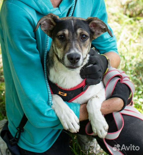Щенок небольшого размера в добрые руки