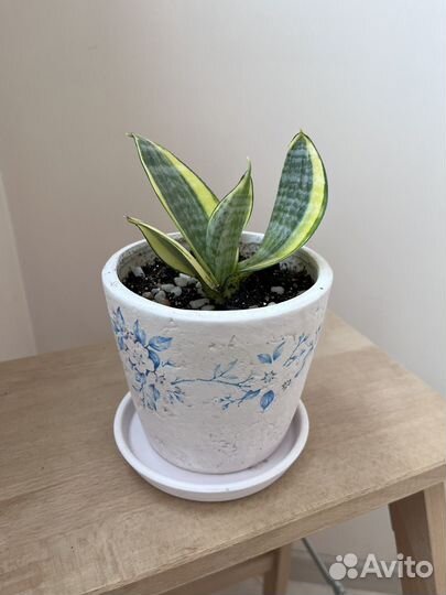 Сансевиерия Ханни голд