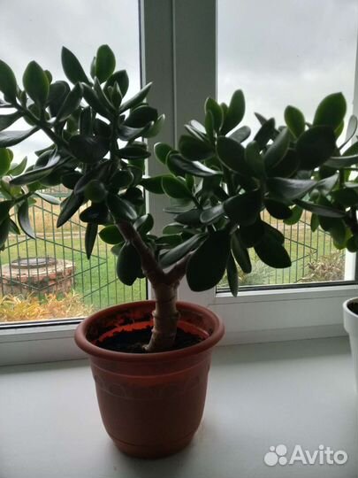 Толстянка - денежное дерево, сформирована крона