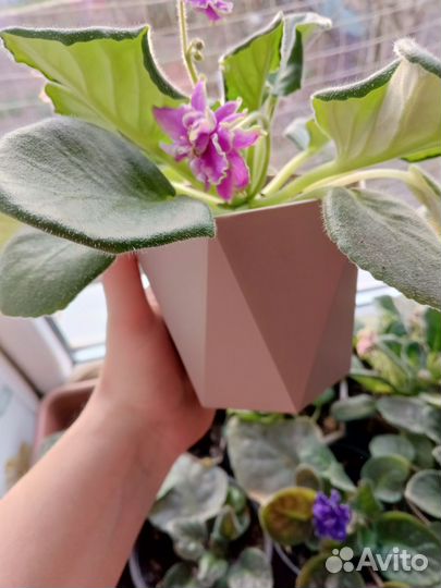 Фиалки цветущие в горшке