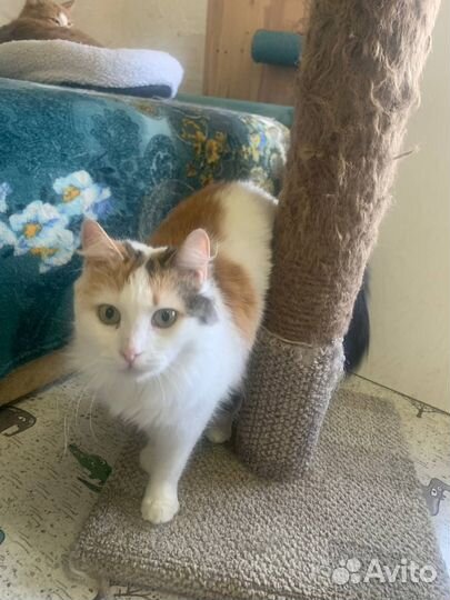 Кошка в дар бесплатно