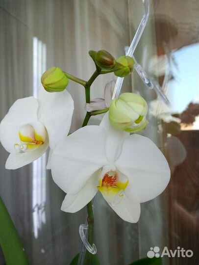 Орхидея фаленопсис