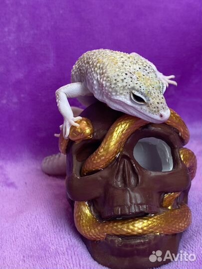 Эублефар самцы (продажа,обмен)