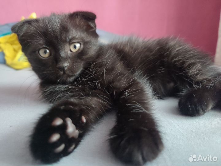 Вислоухий котёнок