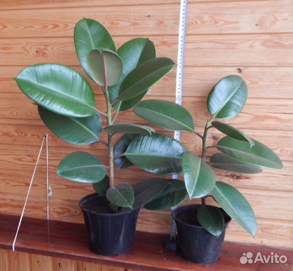 Фикус Кинки. Фикус каучуконосный и др фикусы