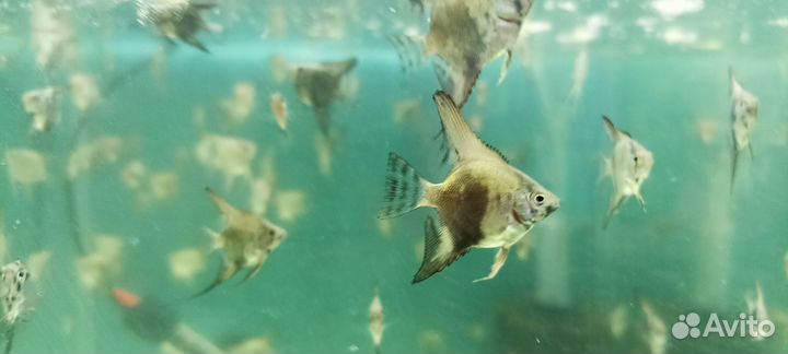 Скалярии пиной, золотые Оранда