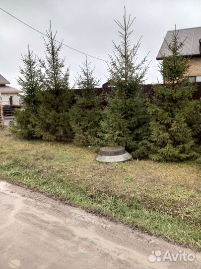 Ель