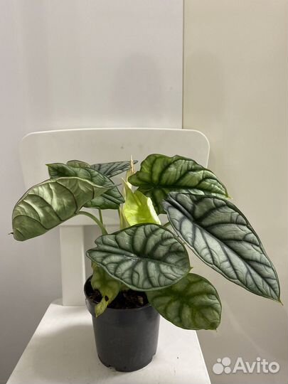 Алоказия сильвер дракон
