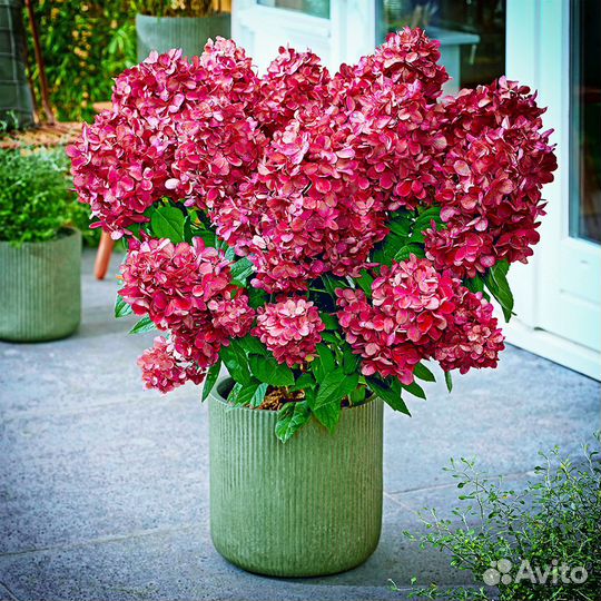 Гортензия мет. Бонфайр (Bonfire) в Р9 розн., опт