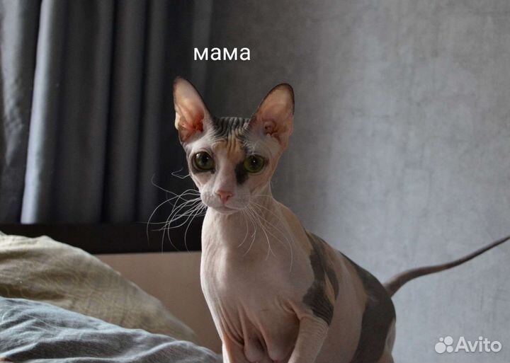 Котята сфинкс