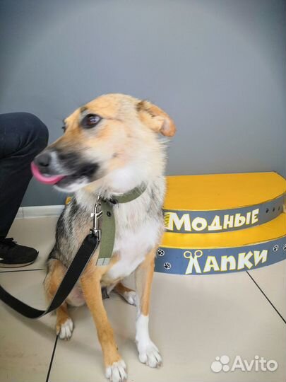 Я очень хочу в семью