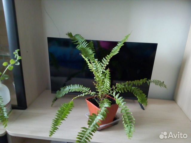 Кодиеум кротон Петра, Папоротник