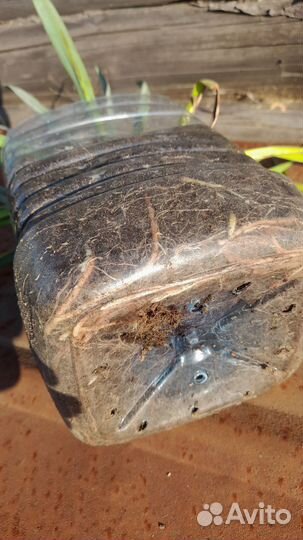 Юкка нитчатая