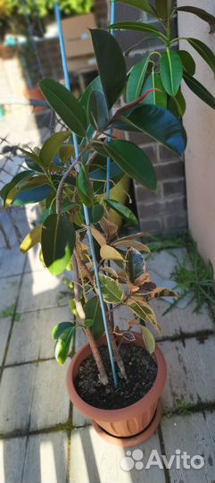 Фикус каучуконосный