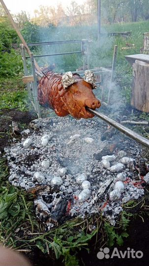Поросята полтора и два месяца