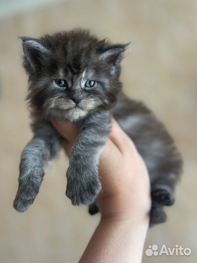 Котенок мейн-кун мальчик